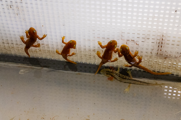 Young newts climb on a plastic wall inside an aquarium.