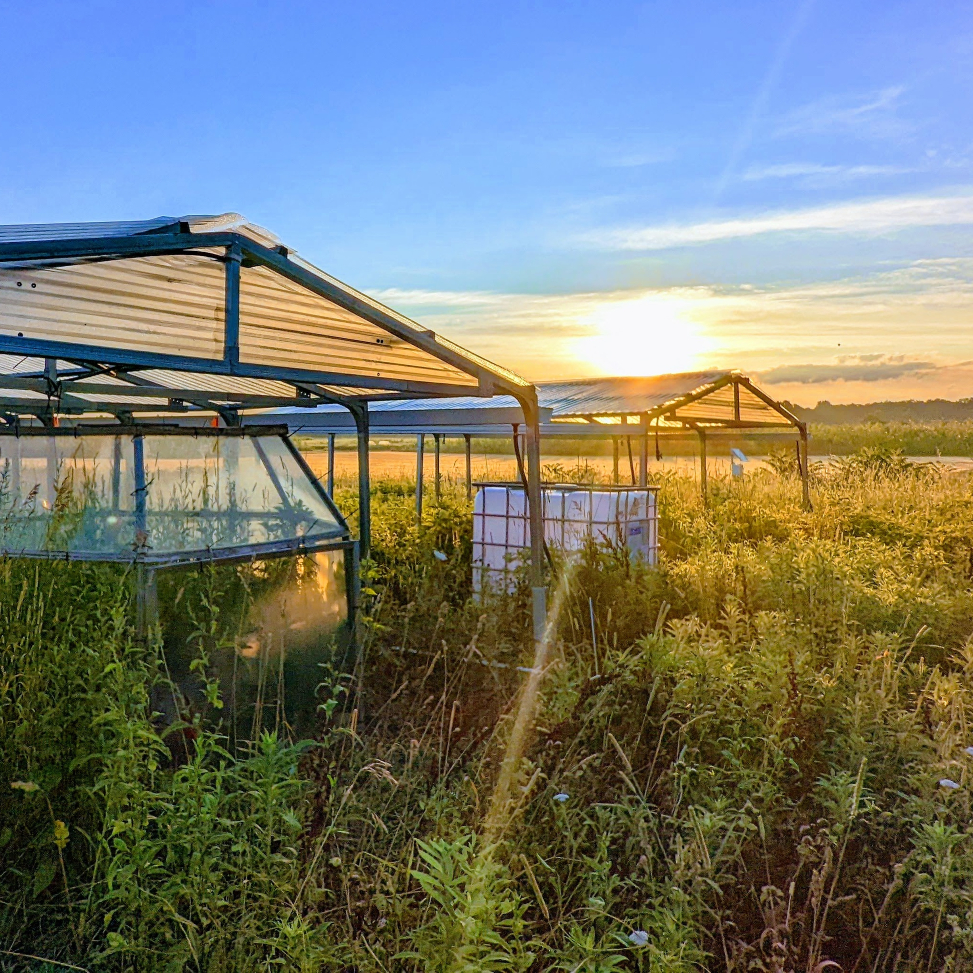Open top chambers beneath rainout shelters at Kellogg Biological Station LTER