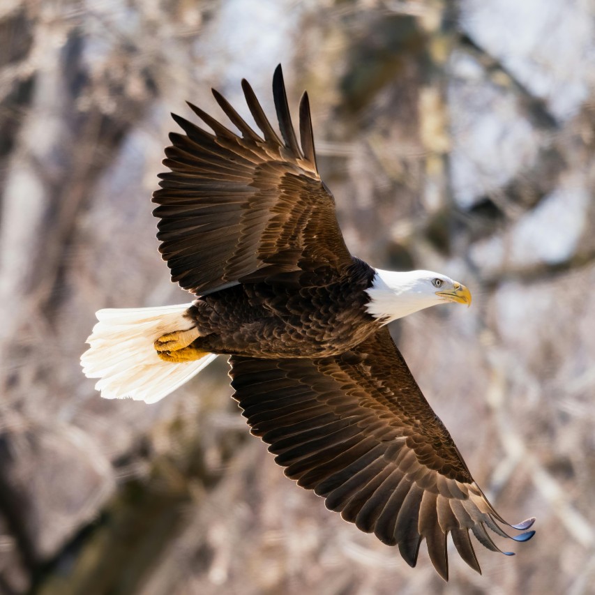 Eagle with wide spread wings flies over a wooded area