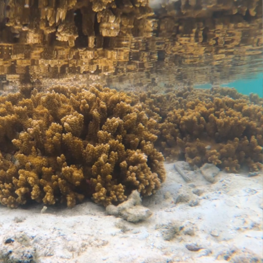 A closeup of yellow-gold rice coral.