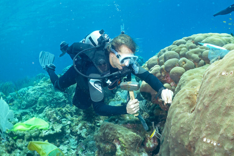 Ty Roach scuba dives, using a chisel and hammer to collect coral samples