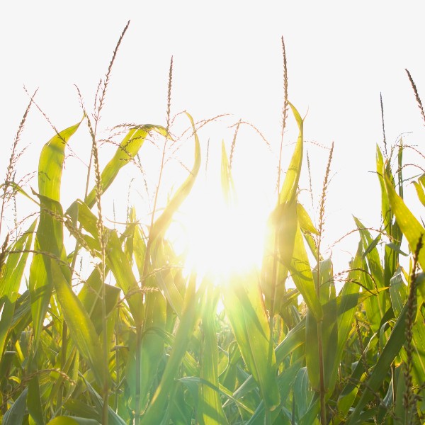 crop of corn with a spot of bright sunlight peeking through the top of tall stalks