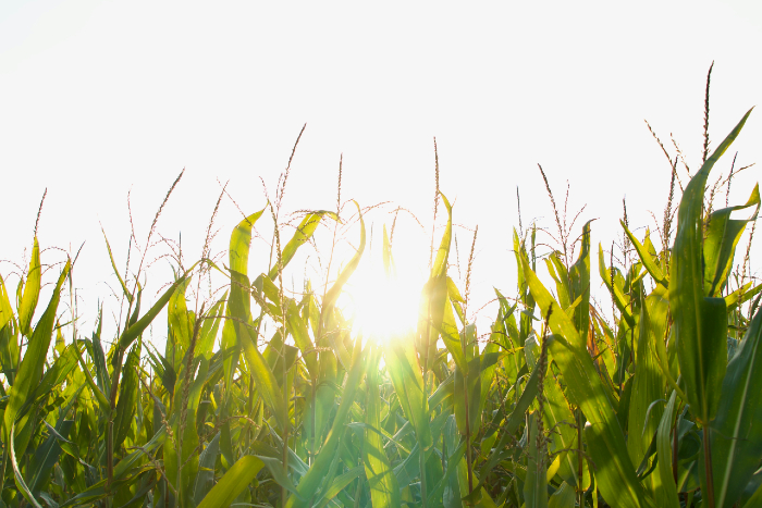 Corn crop with a spot of bright sunlight