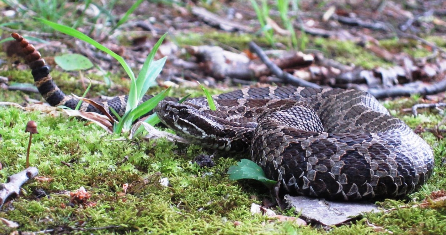 Eastern Massasauga Rattle Snake coiled around itself with head and tail lifted into the air