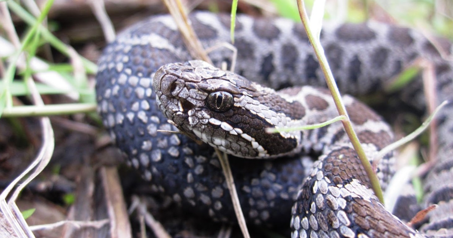 When rattlesnakes marry their cousins