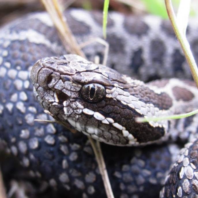 Eastern Massasauga Rattle Snake