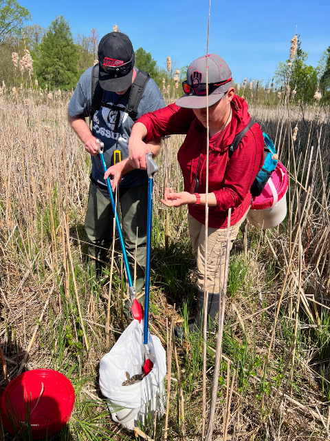 Research team in field collects an Eastern Massasauga rattle snake using tongs.