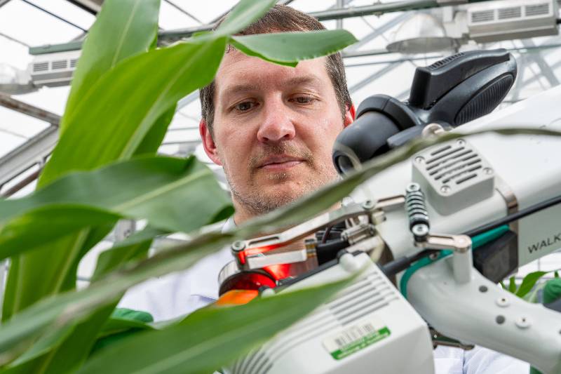 Berkley Walker works with plants to research photorespiration