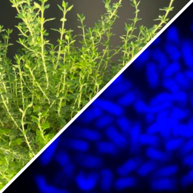 A split image showing a close up of green ground oak and blue-lit chromosomes 