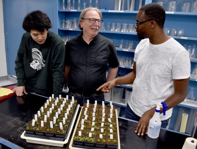 MSU undergraduate Sam Hu (left), Christoph Benning (center) and postdoc Yosia Mugume discuss mutant Arabidopsis thaliana plants Mugume grows for lab experiments.