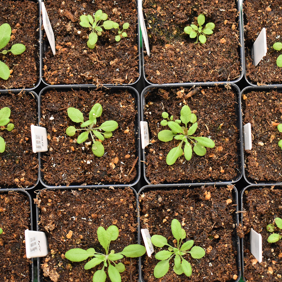 Arabidopsis thaliana plants in pots