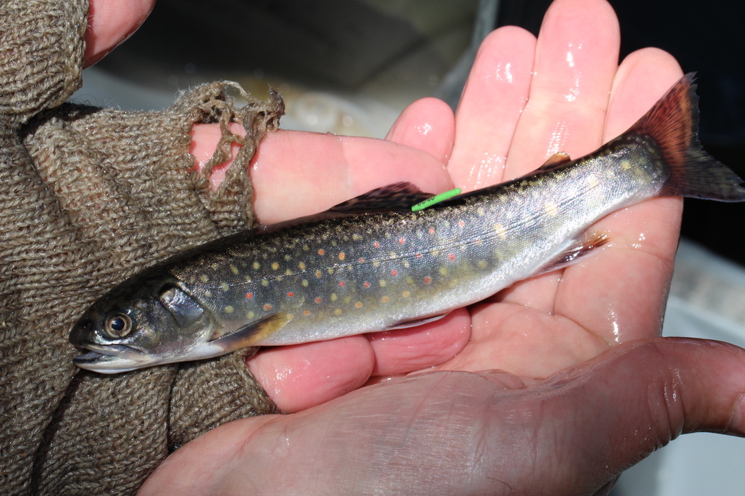 A brook tout -- a slender, grey fish speckled with red and yellow spots, held in cupped hands.