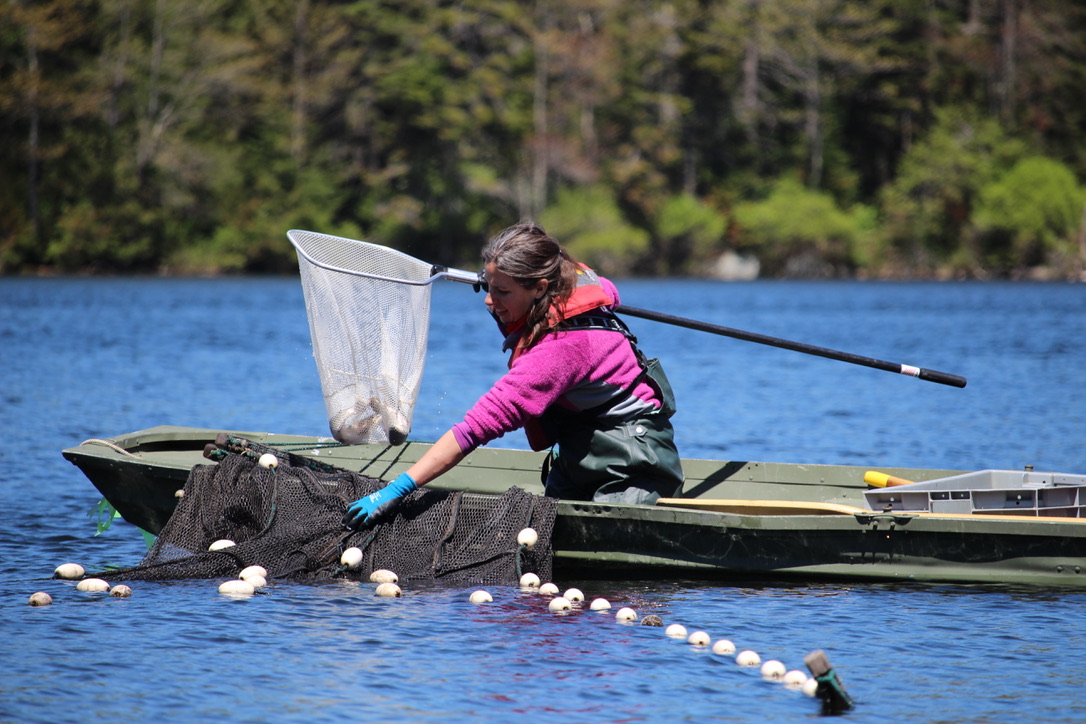 Woman in a small boat, holding a pole-net in one hand, and pulling in an in-water net with the other.
