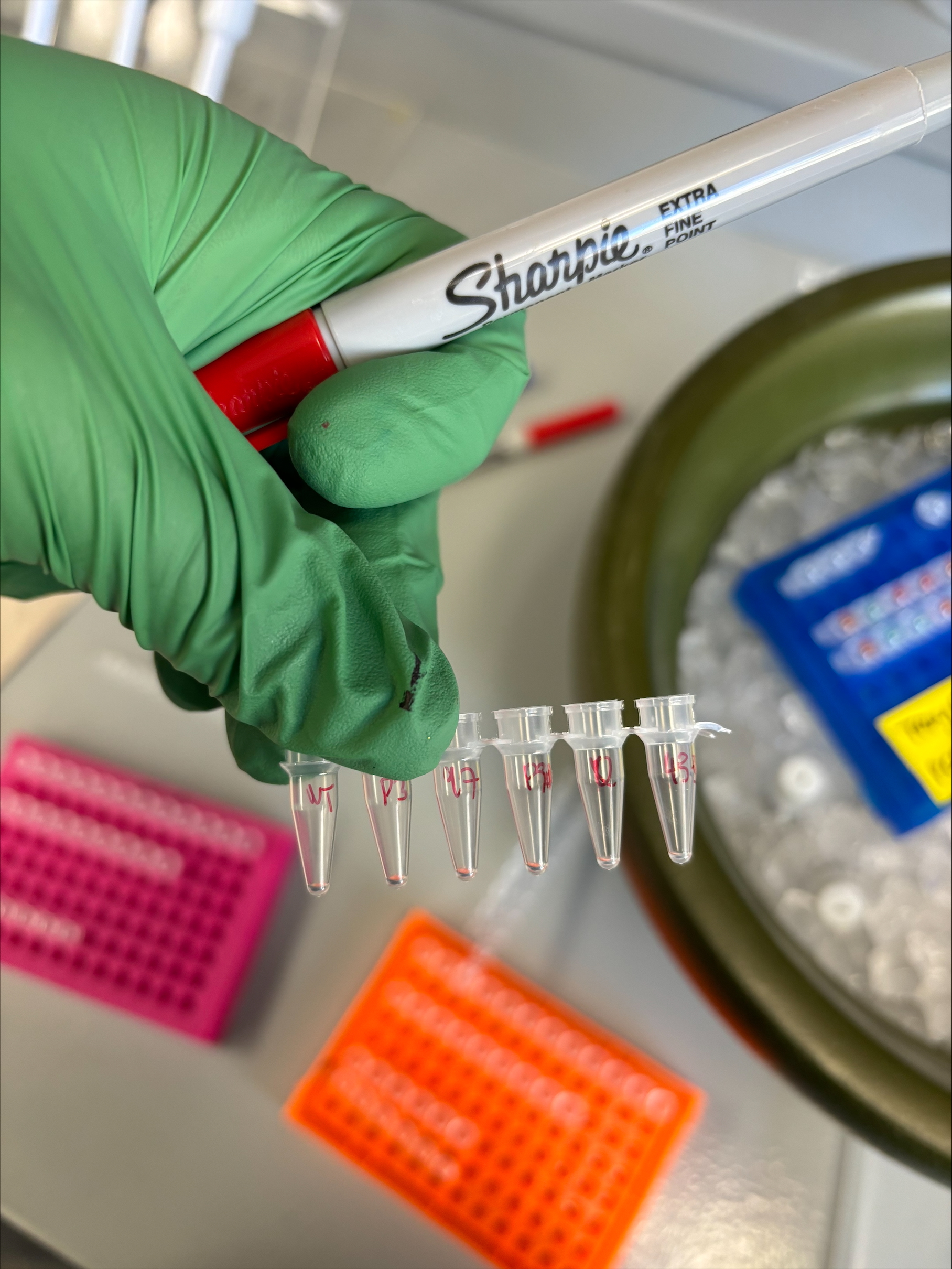 Green-gloved hand holds small vials marked with red marker.