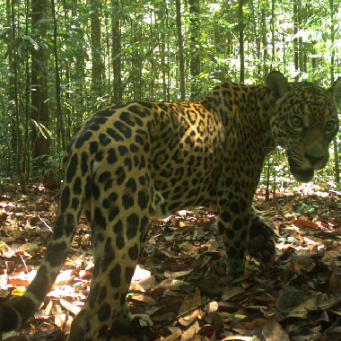 A jaguar is seen on a hidden camera in a jungle.