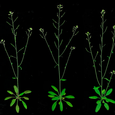 Four Arabidopsis plants against a black background