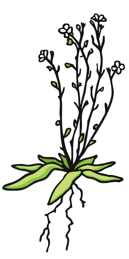A graphic of a flowering green plant