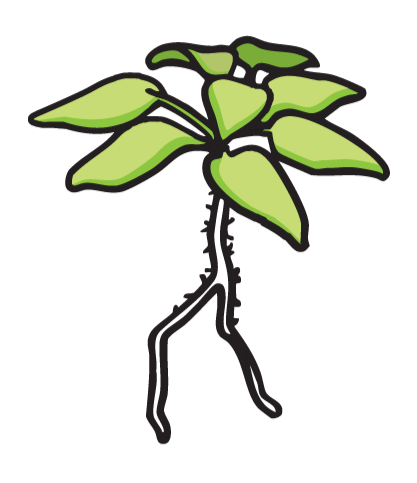 A graphic of a small leafy green plant