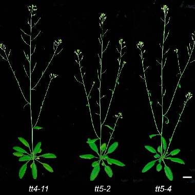 Three arabidopsis plants on a black background