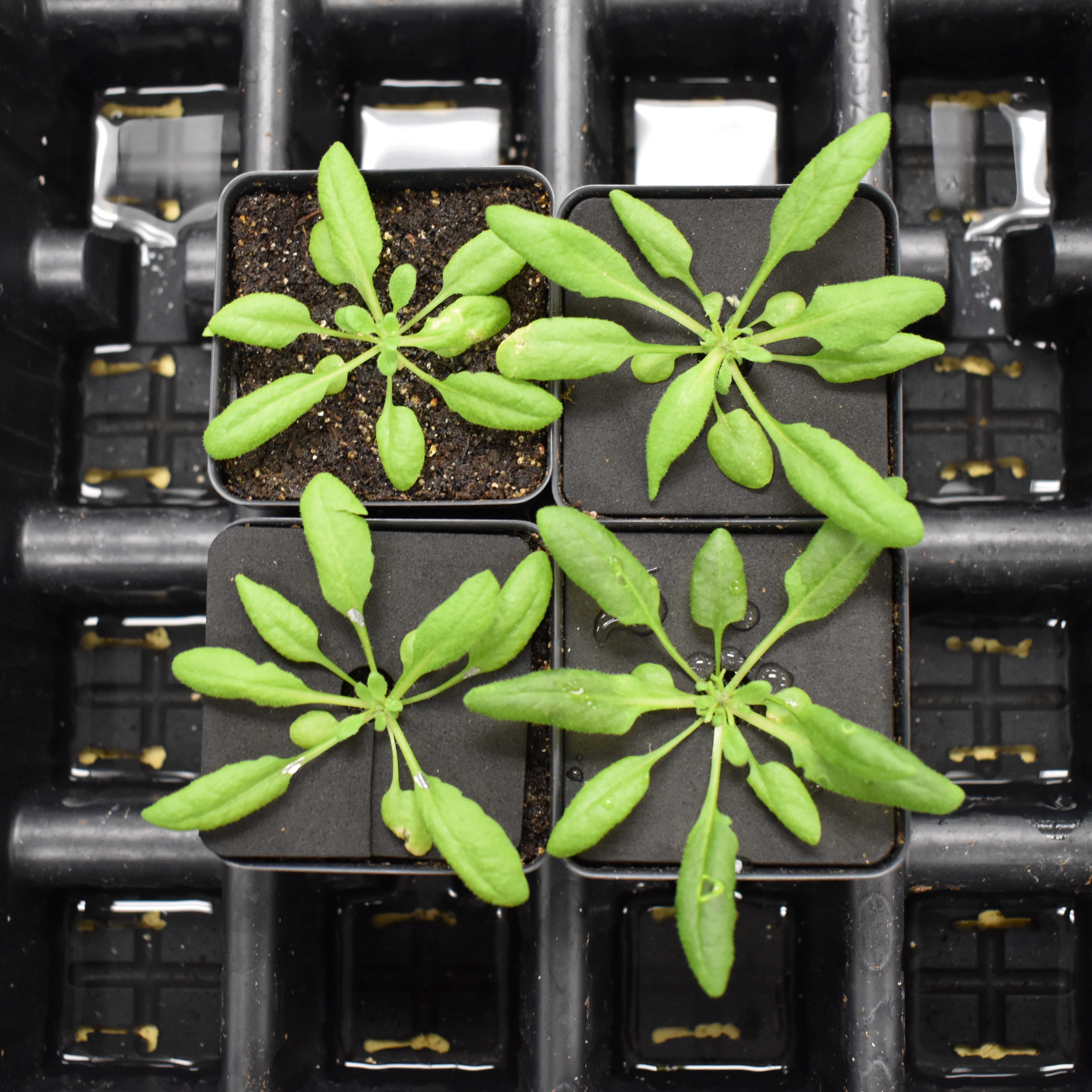 Four green plants in a tray