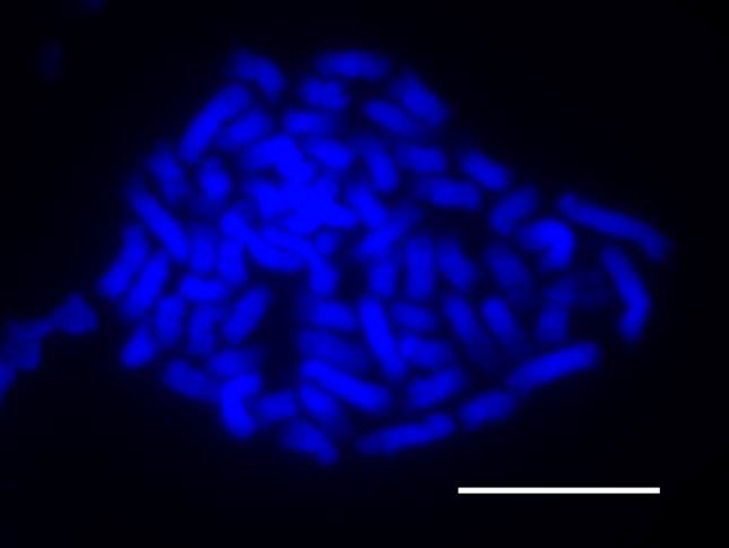 Several dozen fluorescent blue, pill-shaped chromosomes against a black background.