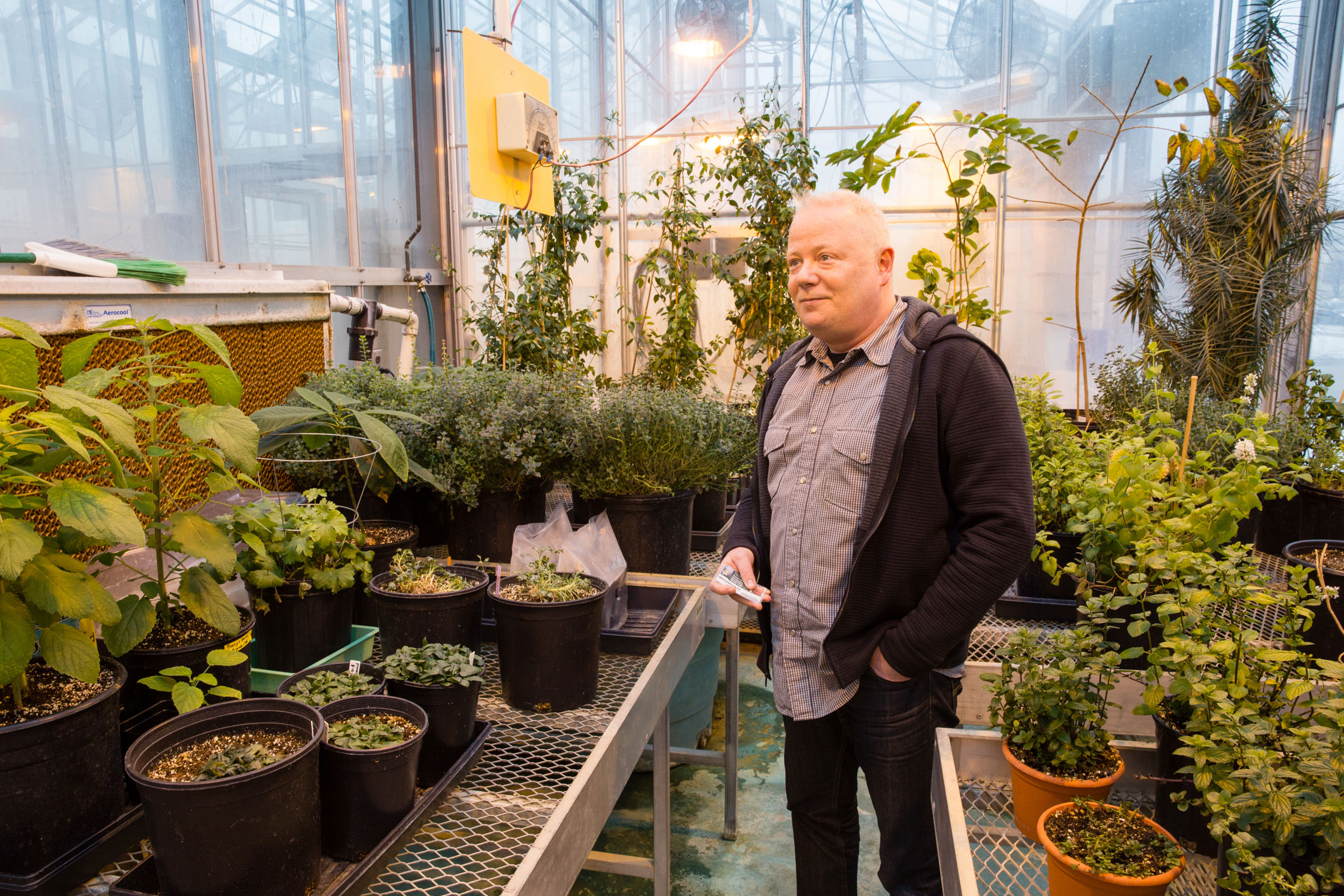 Björn Hamberger poses for a photo in an MSU greenhouse filled with plant specimens. Matthew Wisniewski/GLBRC