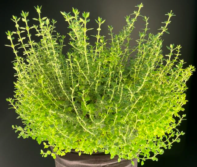 A close-up of a bright, green, shrub-like plant.