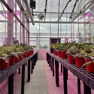Plants sit under grow lights in a greenhouse.