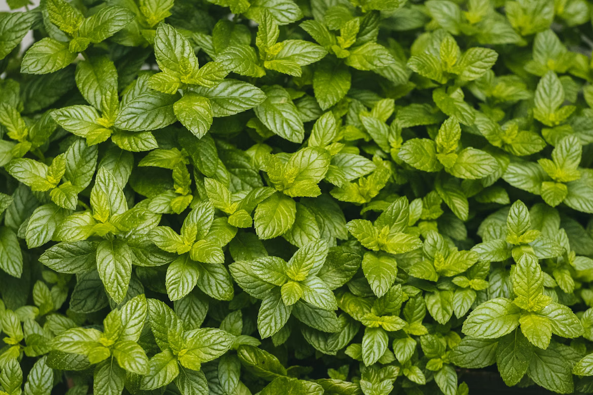 A close-up of a bed of bright green mint plants.
