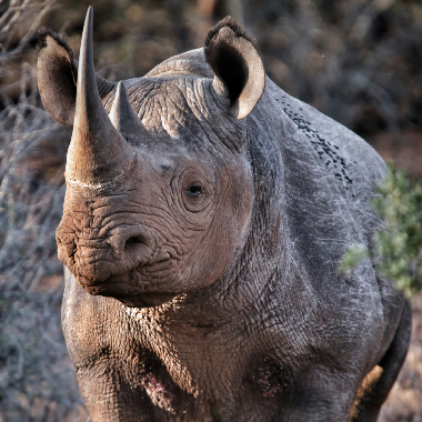 A rhinosceros in her habitat
