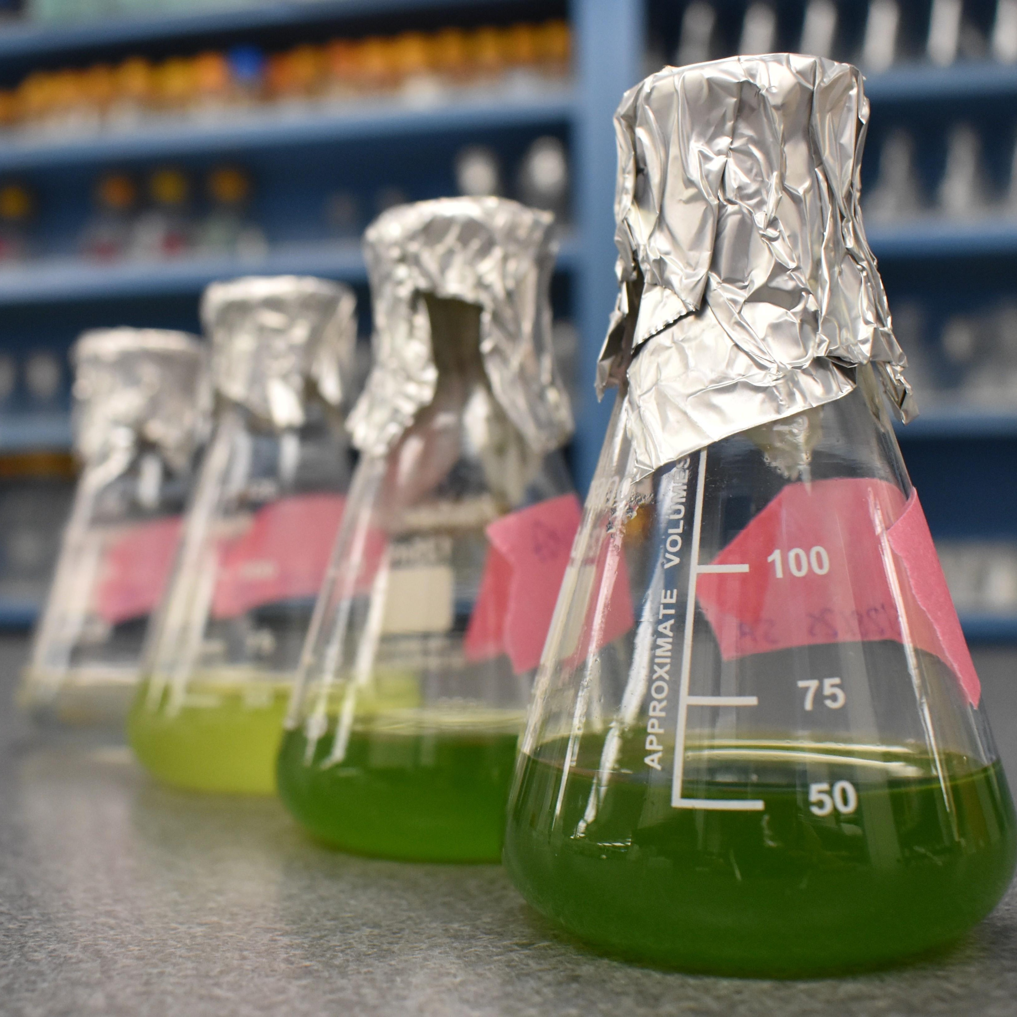 Four flasks of algae