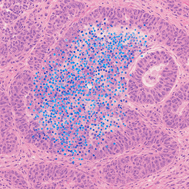 A graphical image of a cell