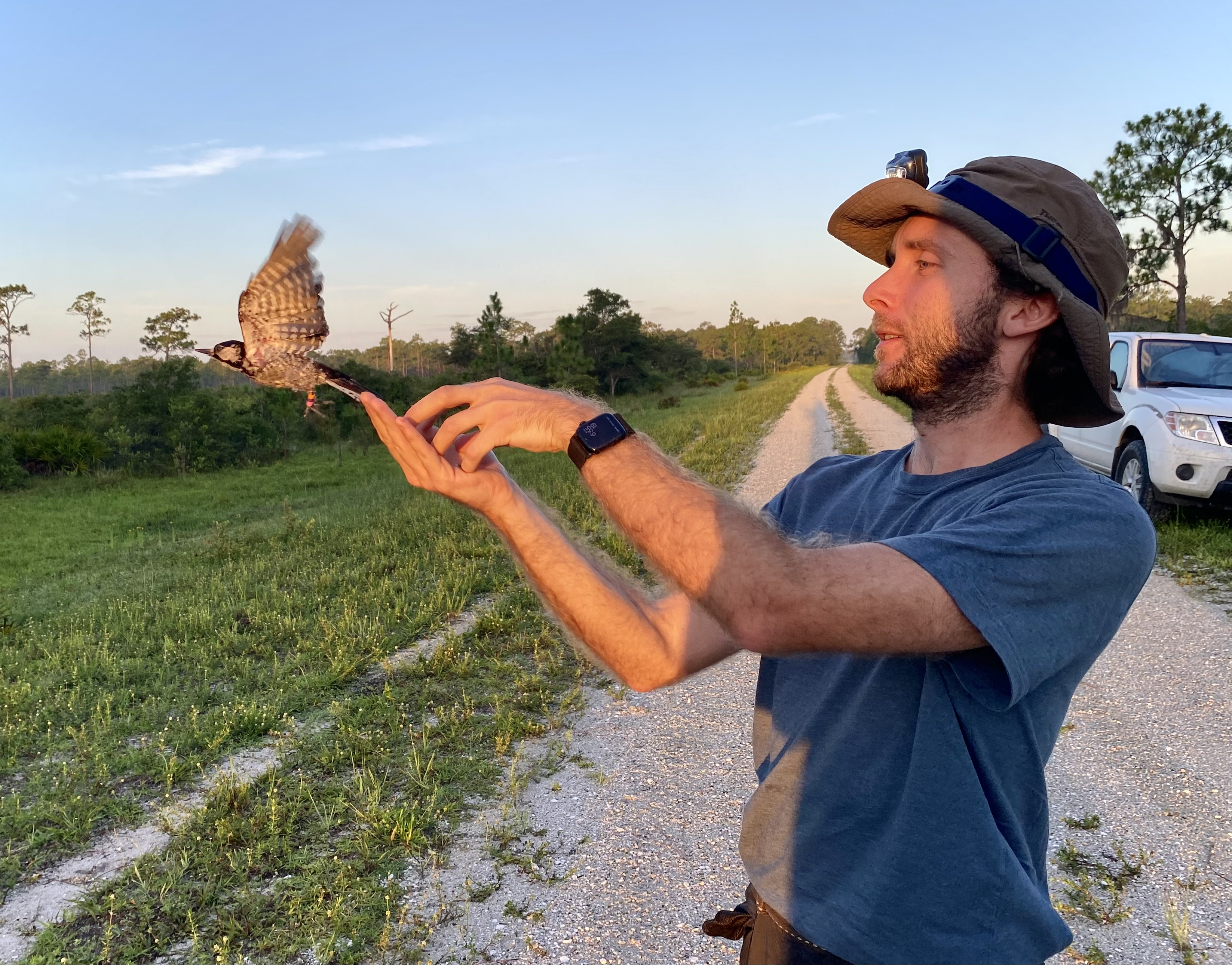 A man releases a woodpecker from his hands. The bird has a small band around its ankle.