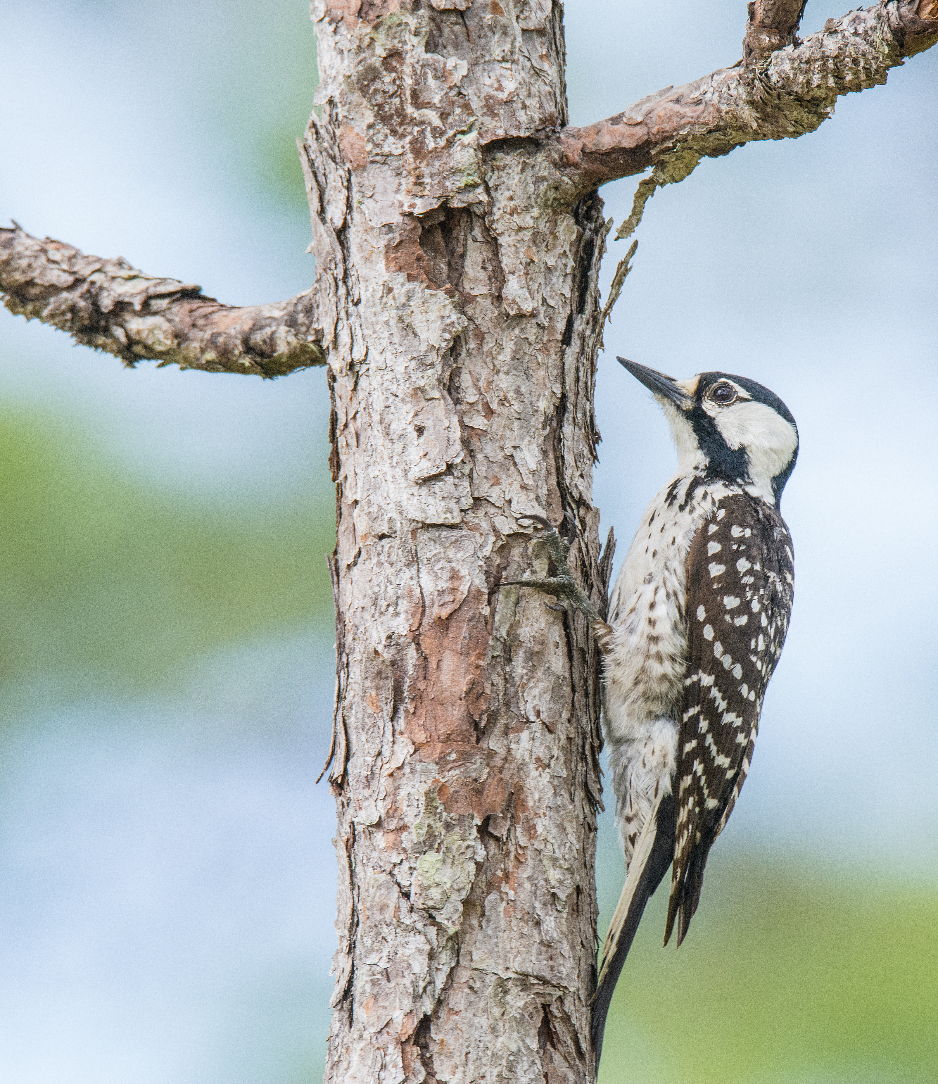A brown-and-white mottled woodpecker grips the trunk of a tree.