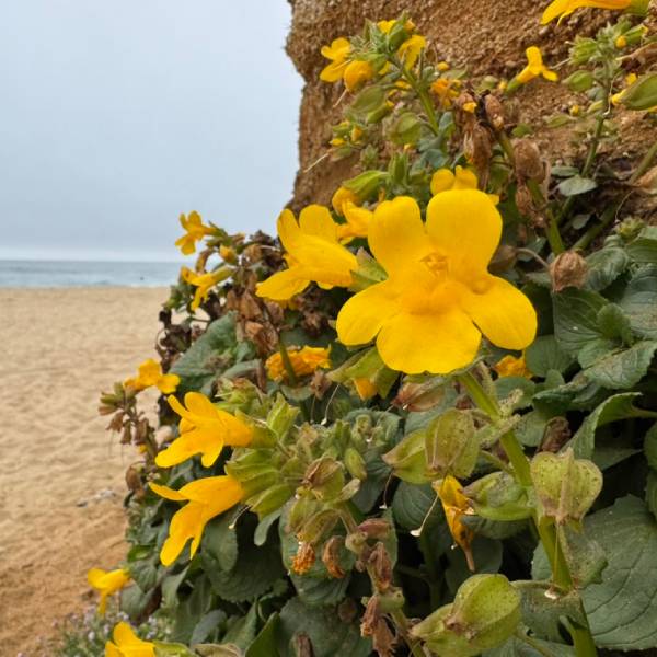 Flowers on a coastline