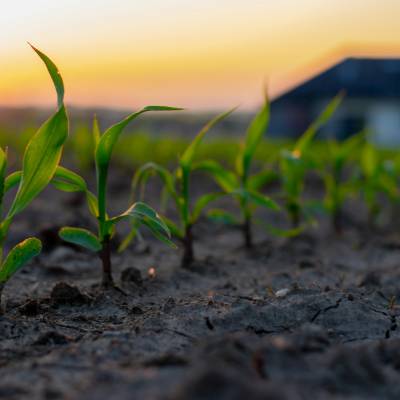 newly growing corn stalks in a row