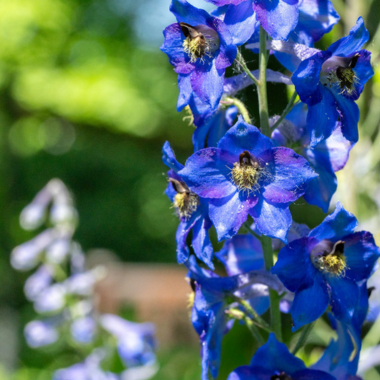  A larkspur specimen in bloom at Beal Botanical Garden. Known for their toxicity, injurious plants such as larkspur and wolfsbane have been leveraged by humans for millennia for their medicinal potential. Credit: Paul Henderson / MSU College of Natural Science