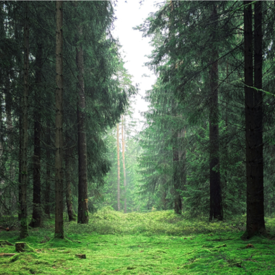 Tall pine trees fill the frame on either side of a clear grass filled space