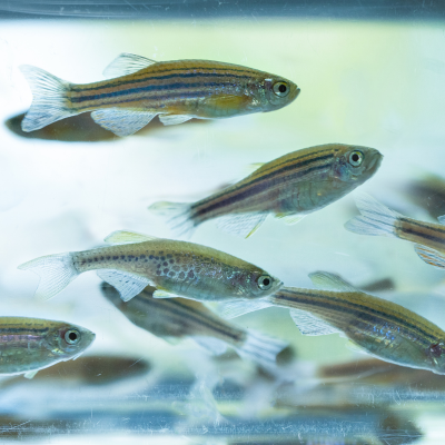 zebrafish swim in a glass tank, close up