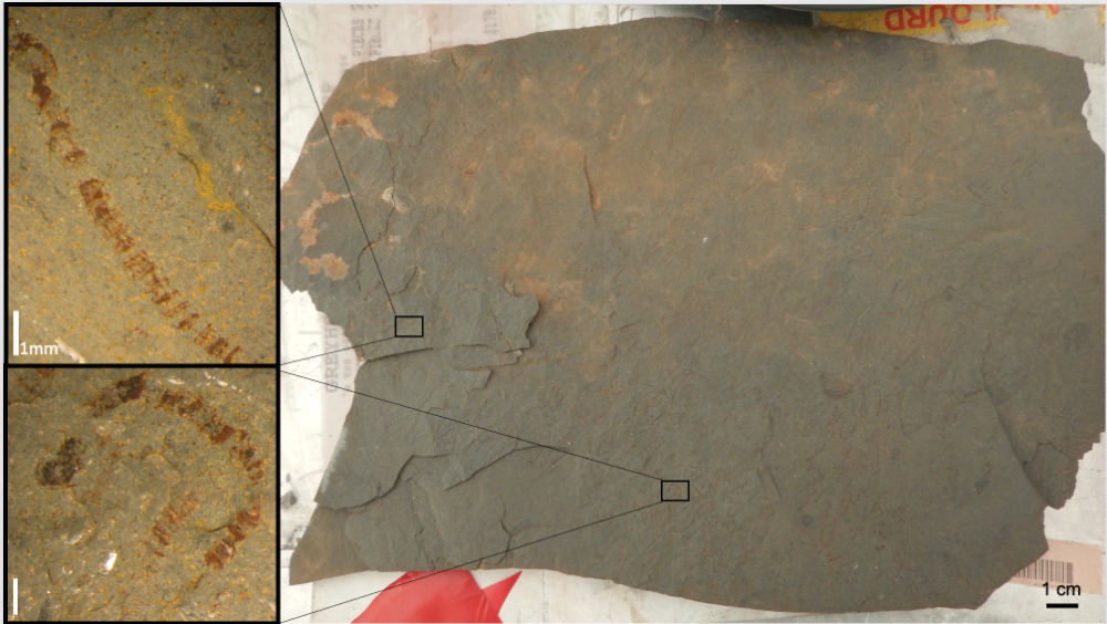grey shale slab that contains macroalgal fossils