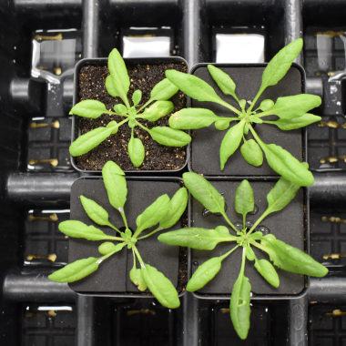 Arabidopsis in growing tins.