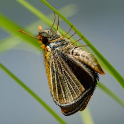 butterfly resting on a blade of grass