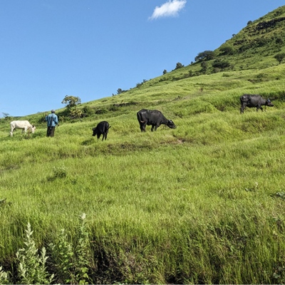 open grasslands with four cattle