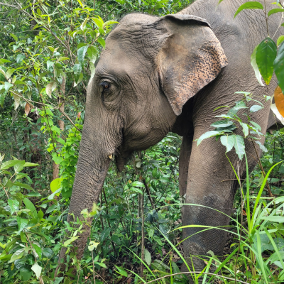 An Asian elephant pulling plants from the ground with its trunck