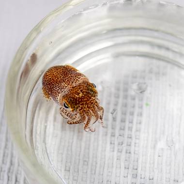 Hawaiian bobtail squid rests in a glass dish with water
