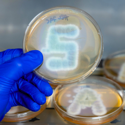 petri dish with Spartan 