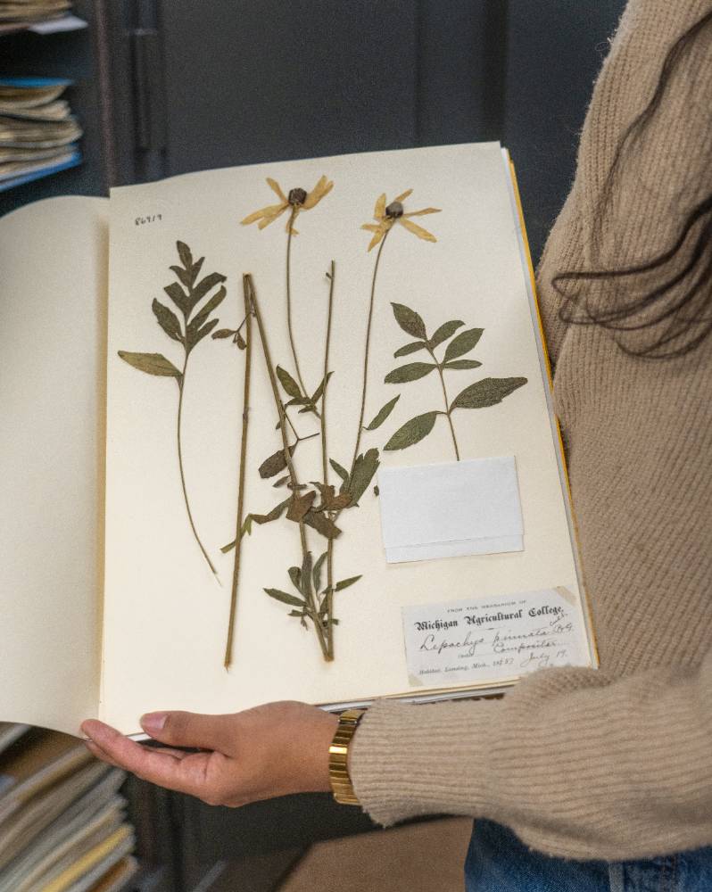 Dried plant material is attached to a large piece of paper. 