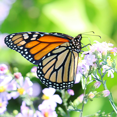 portrait of monarch butterfly on a flower