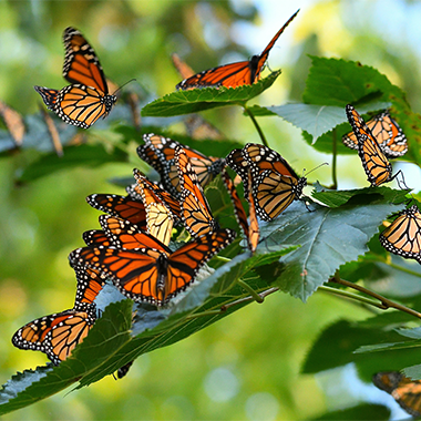 portrait of monarch butterfly