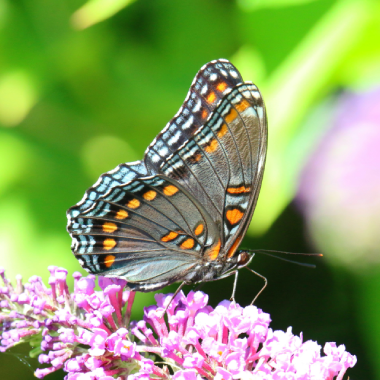 Butterfly sitting on a leaf